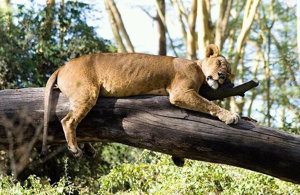 5 Days 4 Nights safari Mikumi national park & Selous game reserve