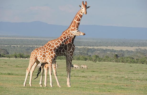 Wildlife safaris and mountain climbing