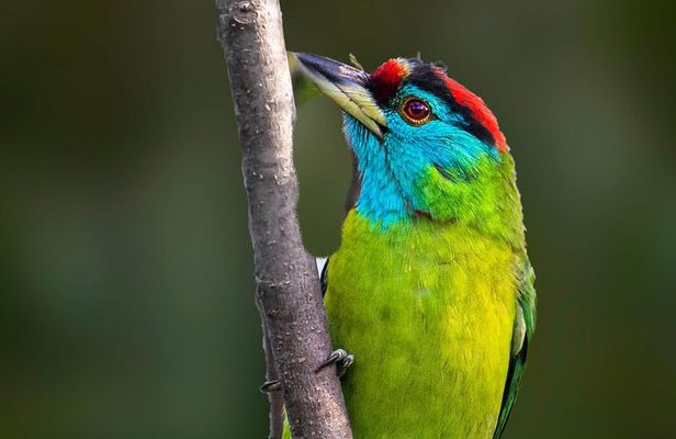 Munsiari Birding tour