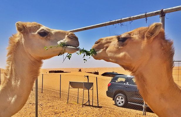 German-speaking Safari Oman