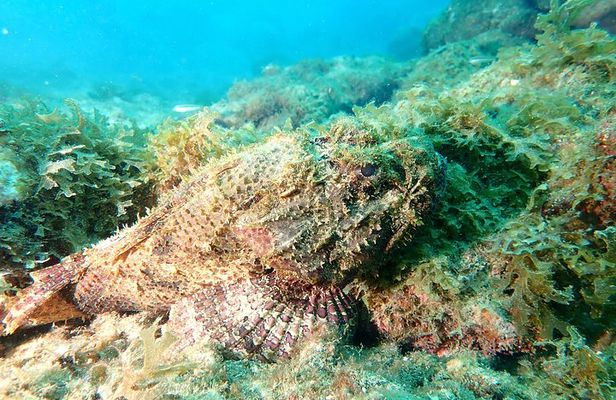 PADI Open Water Diving Course