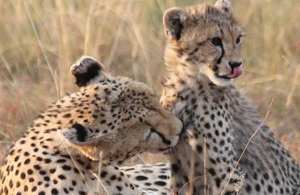 2 Days Lodge Safari - Lake Manyara and Ngorongoro Crater