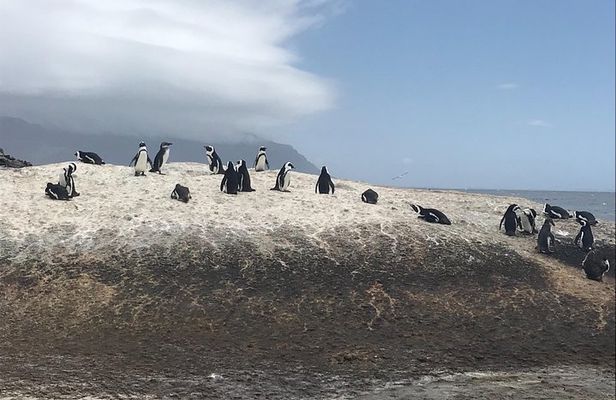 The Penguin Encounter