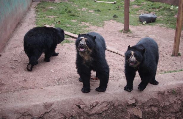 Cusco Santuario de Animales Rescatados Cochahuasi