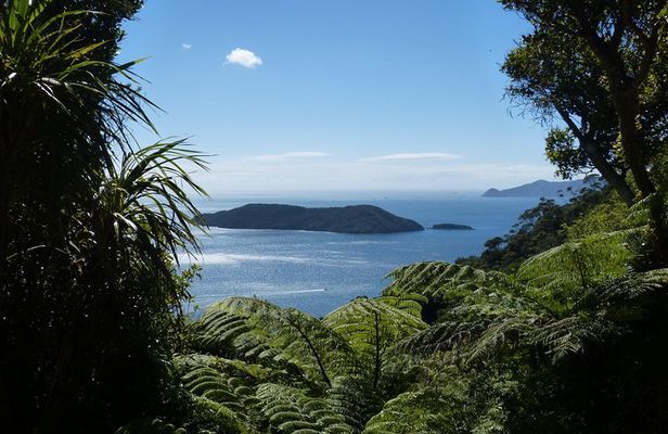 Motuara Island Bird Sanctuary and Ship Cove Cruise from Picton