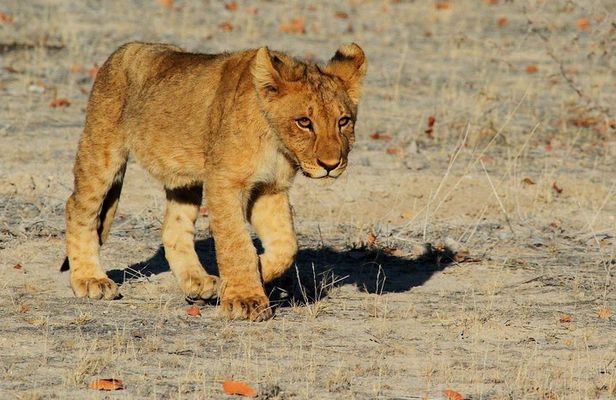 2 Days wildlife Etosha Safari- Camping
