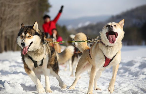 Dogsled Adventure in Mont-Tremblant