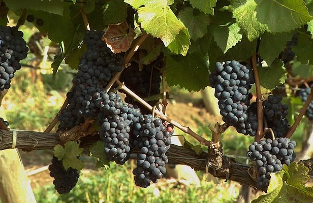 East Kelowna Wine Tour - Classic - 6 Wineries