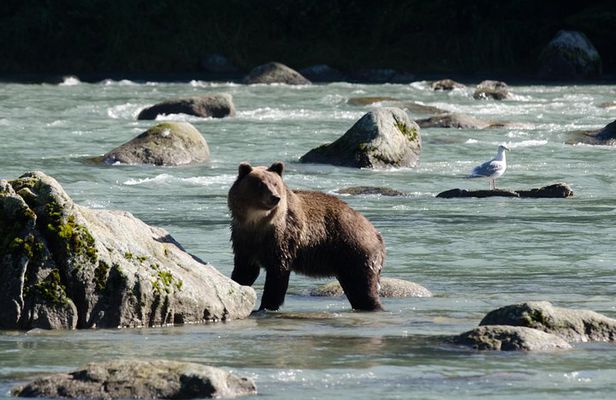 Chilkoot Wilderness and Wildlife Viewing (2.5 hrs in Haines)