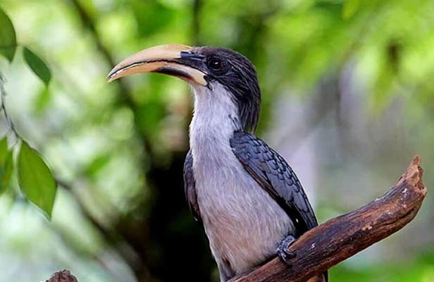Forest waterfall Wellness Zone & Yoga Meditation,waterfall Bath.