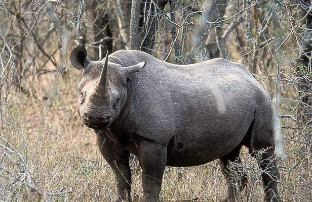 Hluhluwe Imfolozi & Isimangaliso Wetlands 3 Day Safari fro Durban