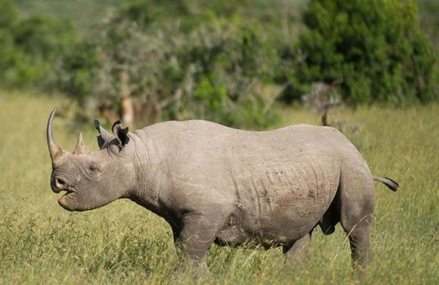 3 Days Olpejeta Wildlife Conservancy Safari