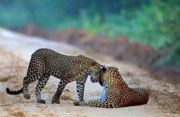Safari at Wilpattu National Park from Negombo (All inclusive day tour)
