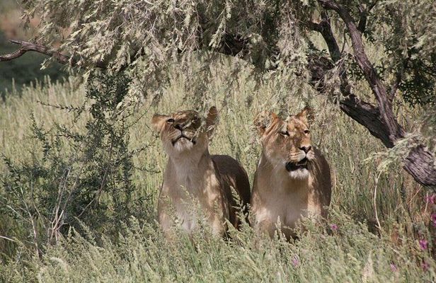 Chobe Day Trip -Botswana