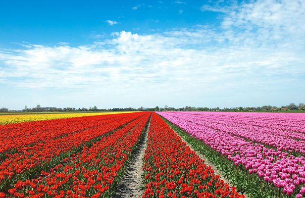 Amsterdam TulipFields of Holland Tour
