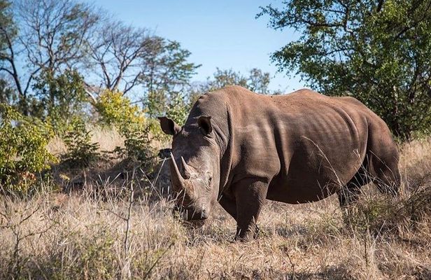 Game Drive and Rhino Viewing Safari
