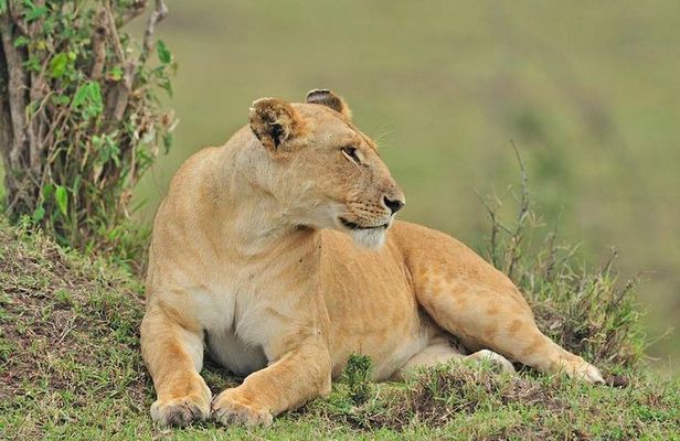Nairobi National Park Tour