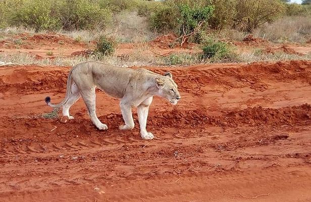 Nairobi National Park Tour- Morning Drive