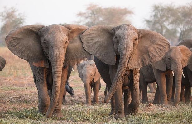 Nairobi National Park Safari- Morning Game Drive