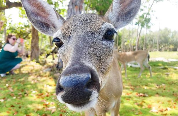 Florida Keys Nature & History Tour from Key West