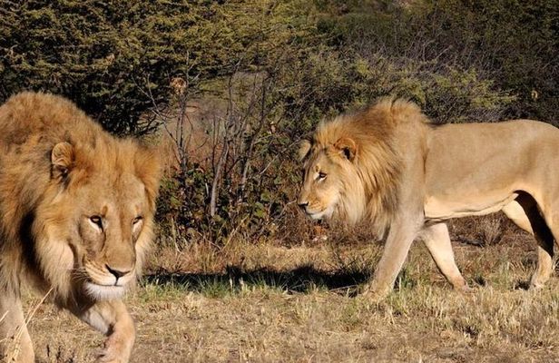Full day - Hluhluwe Imfolozi Game Reserve 1 Day Tour From Durban