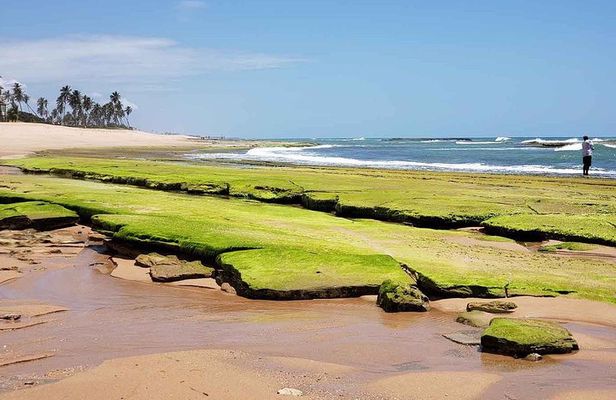 Ivan Bahia, private beach-tour, swim with turtles, visit Imbassai & Praia Forte