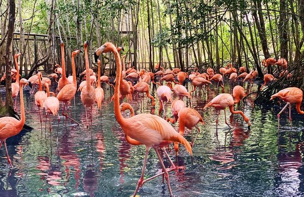 Private Aviary Tour with Lunch Included