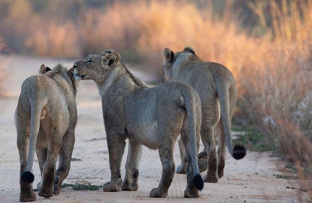 3 Days Tanzania Safari Tarangire, Manyara, & Ngorongoro Crater.