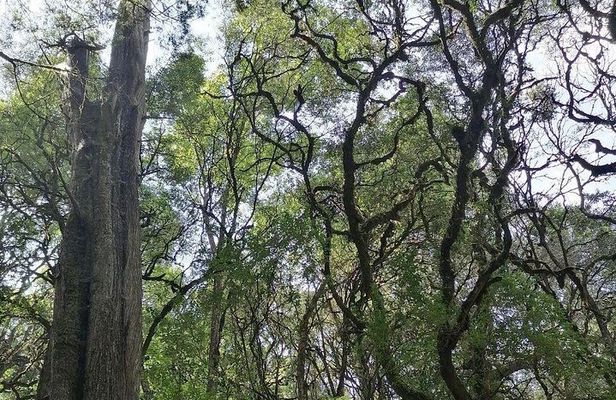 Round Trip to Menagesha Suba Forest Park