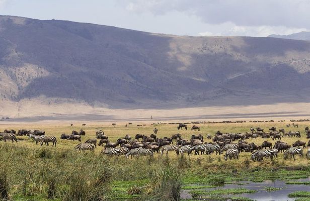 Ngorongoro Crater Day Trip