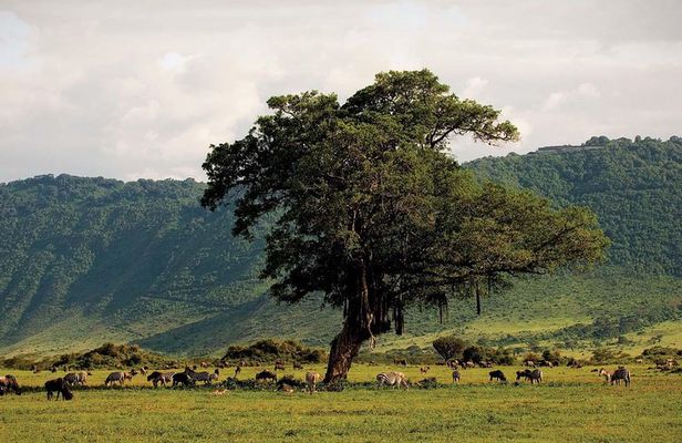Ngorongoro Crater Day Trip