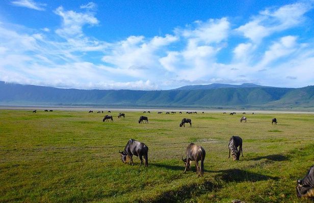 Ngorongoro Crater Day Trip