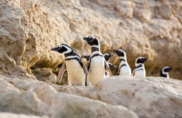 Estancia San Lorenzo: Home of the Largest Penguin Colony