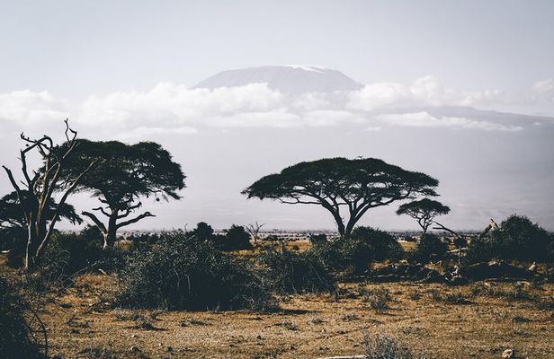 Wildebeest Migration 2025