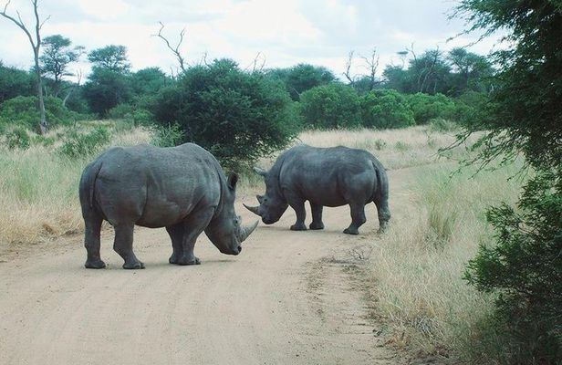 Bathongo Rhino & lion park nature reserve tour