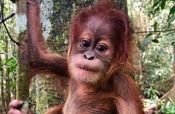 Full-Day Orangutans Adventure in Gunung Leuser