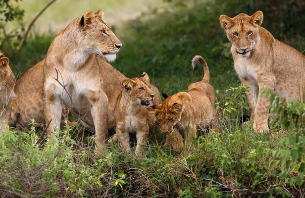 Half Day Sunrise Game - Drive of National Park Tour From Nairobi