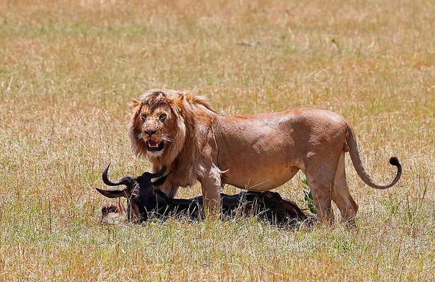 Nairobi National Park, Baby Elephant Orphanage and Giraffe Center