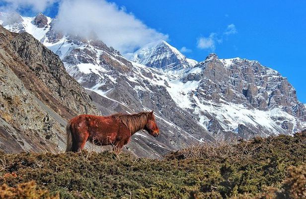 Annapurna Circuit Trek with Heritage Highlights