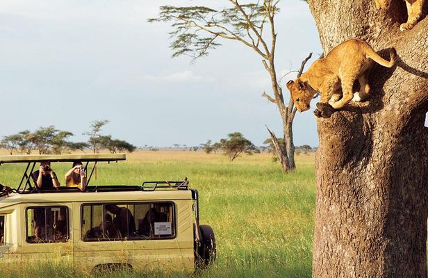 3 Days-Tarangire, Ngorongoro & Lake Manyara: Camping Joint Safari.