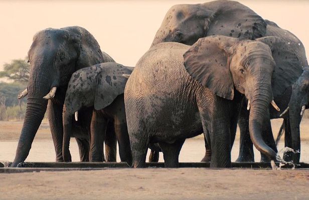 2 Days safari to Mikumi National Park from Dar es salaam
