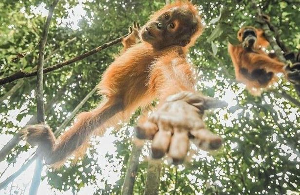 ONE DAY JUNGLE TREKKING 6-7 hours (see orang utan) + RAFTING in BUKIT LAWANG