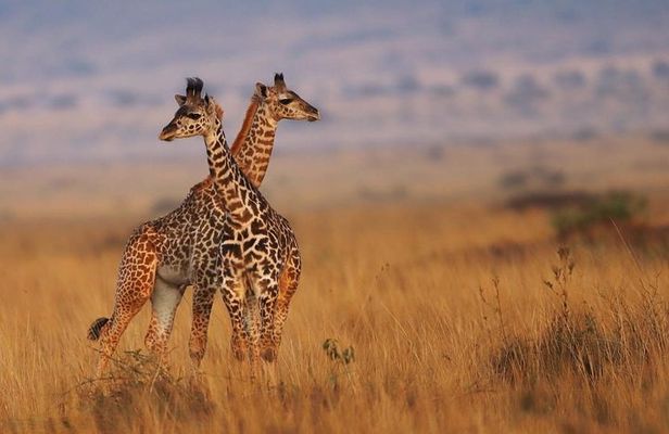 3 Days Maasai Mara Guided Safari from Nairobi