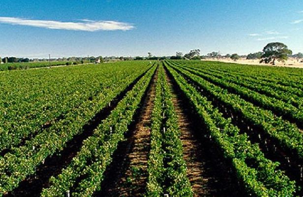 Adelaide Hills Wine Tour