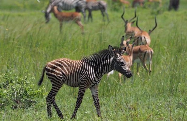 3 Days Unique safari Selous Game Reserve Tanzania