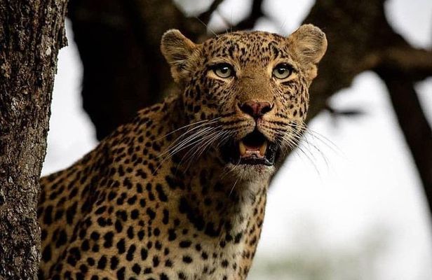 4-Day Safari: Lake Manyara, Serengeti & Ngorongoro