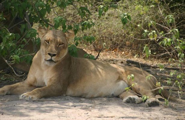Chobe 6 Hours Game Drive