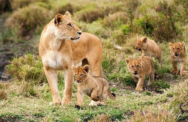 8 Days safari Selous GR / Mikumi NP and Ruaha NP