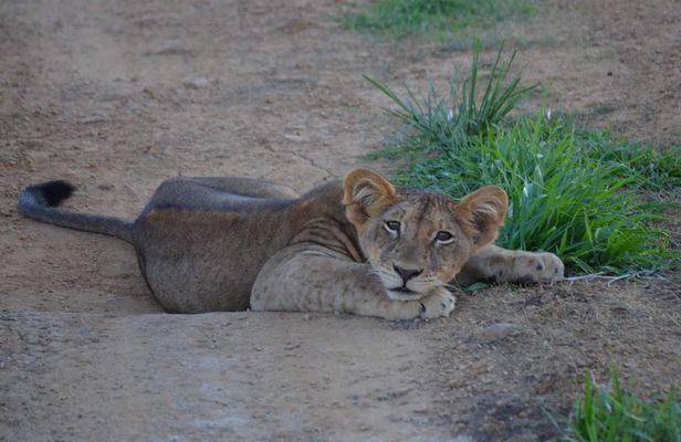 2 Days 1 Night Mikumi National Park from Dar es salaam