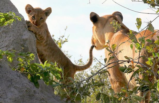 Exclusive full day Chobe game drive safari